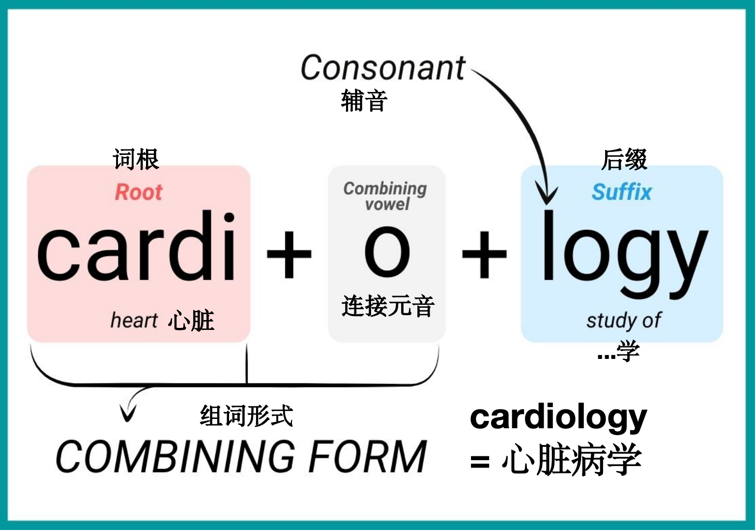 英语词汇表_兽医英语学习中心