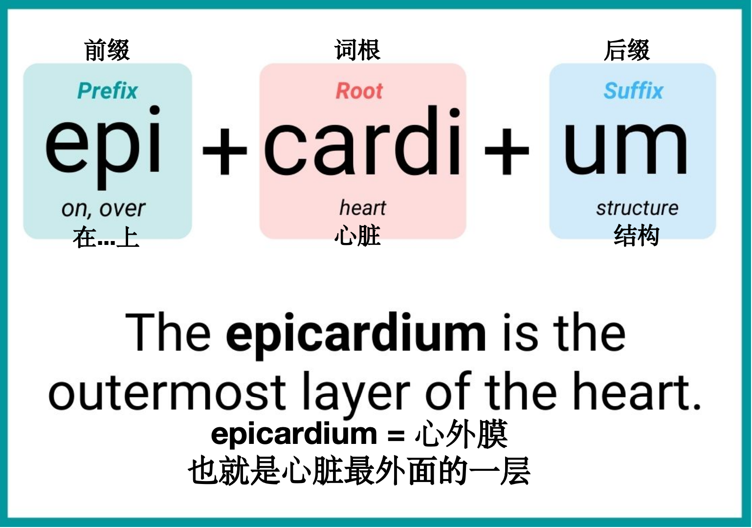 医学术语/英文单词学习必读_兽医英语学习中心